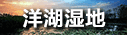 洋湖湿地
