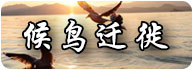 候鸟迁徙